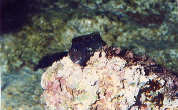 Blenio Mediterraneo (Blenidos)