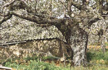 Cerezo - Tronco (Prunus avium)