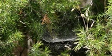 Tela de araña (Araneae Ord.)