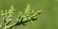 Ciprés - Detalle (Cupressus sp.)