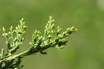 Ciprés - Detalle (Cupressus sp.)