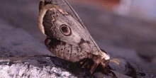 Pavón nocturno (Saturnia pyri)