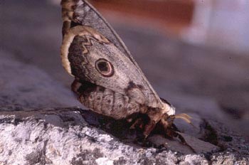 Pavón nocturno (Saturnia pyri)