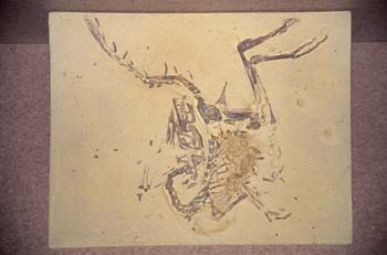 Compsognatus sp. (Reptil) Jurásico