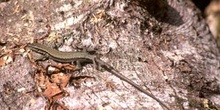 Lagartija roquera ? Hembra (Podarcis muralis)