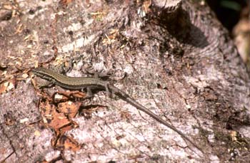 Lagartija roquera ? Hembra (Podarcis muralis)