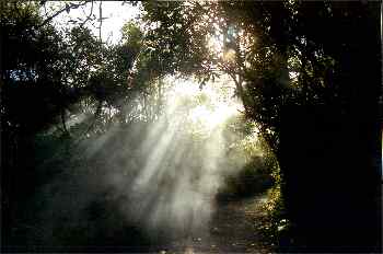 Sendero con nubes de azufre, Waimangu, Nueva Zelanda