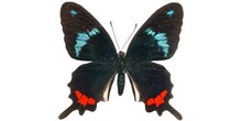 Parides gundlaichanus (Sudamérica)