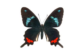 Parides gundlaichanus (Sudamérica)