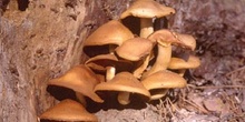 Hypholoma sp.