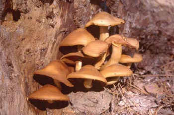 Hypholoma sp.