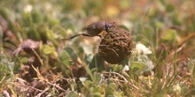 Escarabajo pelotero menor (Sisyphus schefferi)