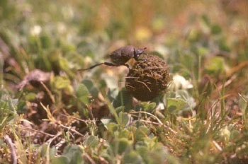 Escarabajo pelotero menor (Sisyphus schefferi)