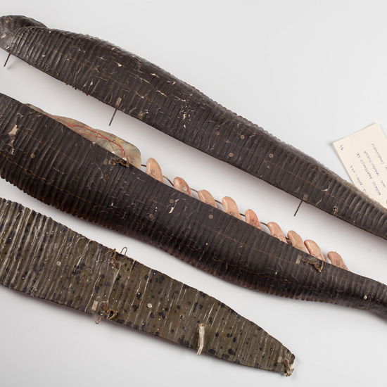 IES_SANISIDRO_MUSEO_Zoolgía_024