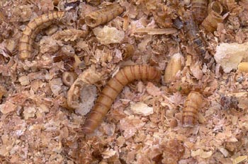Escarabajo de la harina (Tenebrio molitor)