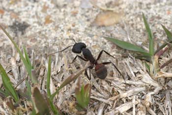 Hormiga (Messor barbara)