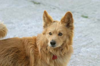 Perro (Canis lupus familiaris)