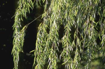 Sauce llorón - Hojas (Salix babylonica)