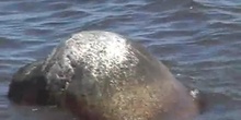 Foca común (Phoca vitulina. Linnaeus, 1758)