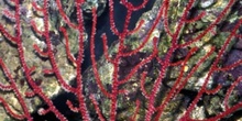 Coral (Gorgonia sp.)
