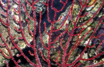 Coral (Gorgonia sp.)