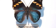 Apaturina erminea (Nueva Guinea)