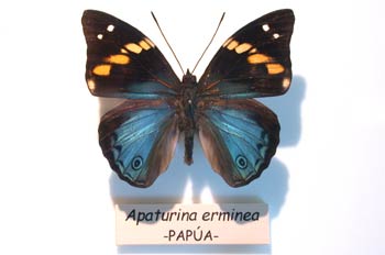 Apaturina erminea (Nueva Guinea)