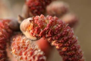 álamo blanco - Flor masc. (Populus alba)