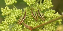 Saltamontes verde común (Omocestus viridulus)
