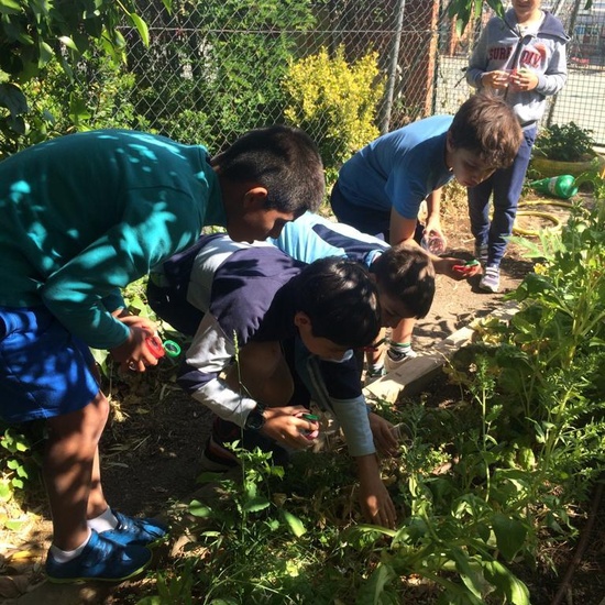 2019_06_11_4º observa insectos en el huerto_CEIP FDLR_Las Rozas 21