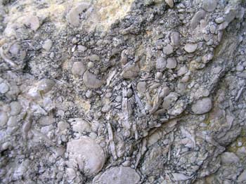 Caliza de Alveolina (Foraminífero) Cretácico