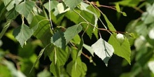 Abedul llorón - Hojas (Betula pendula)