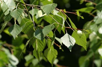 Abedul llorón - Hojas (Betula pendula)