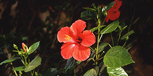 Flor de hibisco