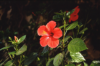 Flor de hibisco