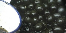 Aceitunas negras