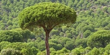 Pino piñonero-Porte (Pinus pinea)