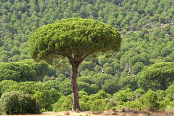 Pino piñonero-Porte (Pinus pinea)