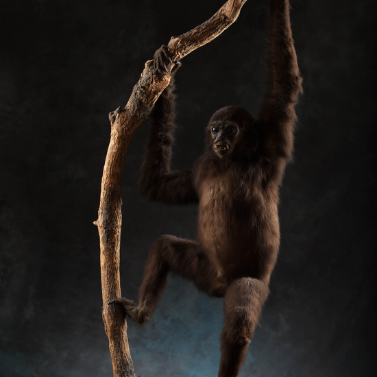 IES_SANISIDRO_MUSEO_Zoolgía_111