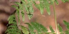 Insecto palo (Bacillus sp.)