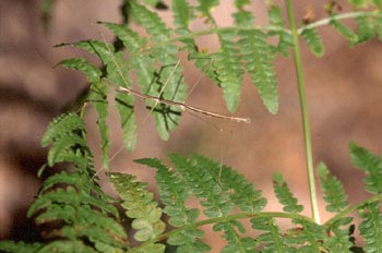 Insecto palo (Bacillus sp.)