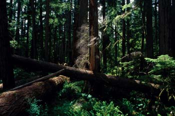Bosque en la isla de Vancouver, Canadá