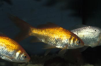 Cometa (Carassius auratus)