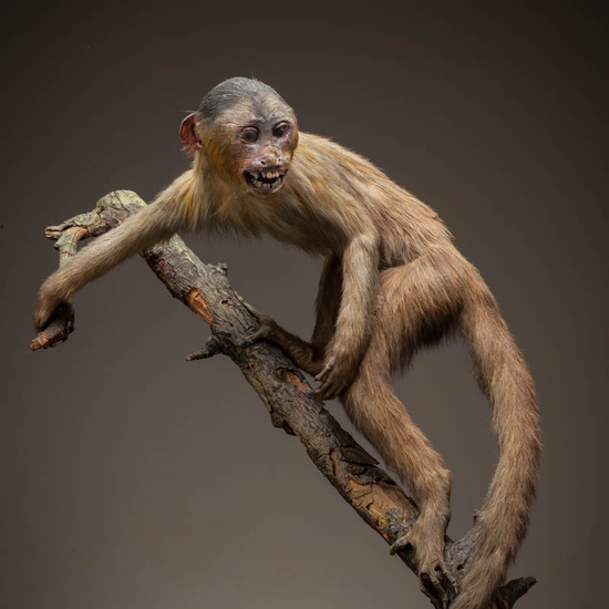 IES_ISABELLACATOLICA_BIOLOGIA_243