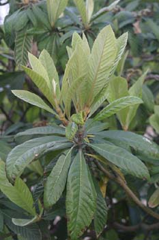 Níspero de Japón (Eriobotrya japonica)