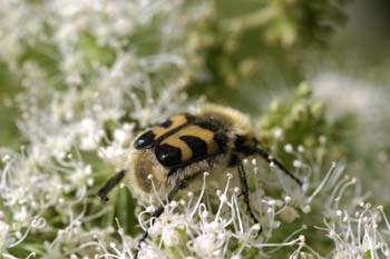 Cetónido avispa (Trichus fasciatus)