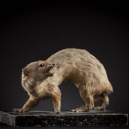 IES_SANISIDRO_MUSEO_Zoolgía_135