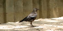 Grajilla (Corvus monedula)