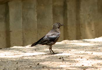 Grajilla (Corvus monedula)