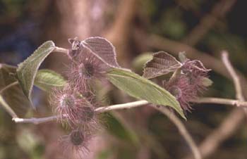 Morera de papel (Broussonetia papyrifera)